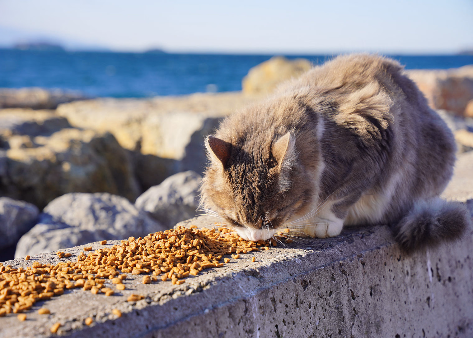 Tedavi, Kısırlaştırma Süreç Takibi ve Nakil Hizmetleri