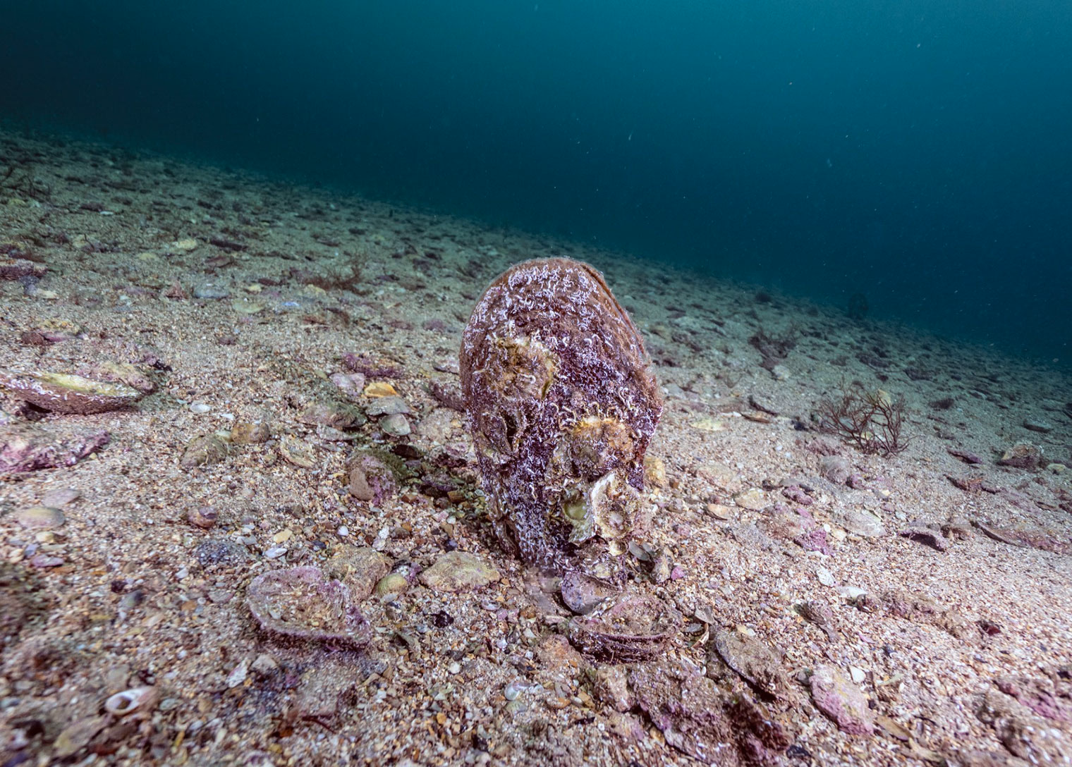 Akdeniz’de çok az kaldı, Tuzla’da umut verdi - Görsel 2