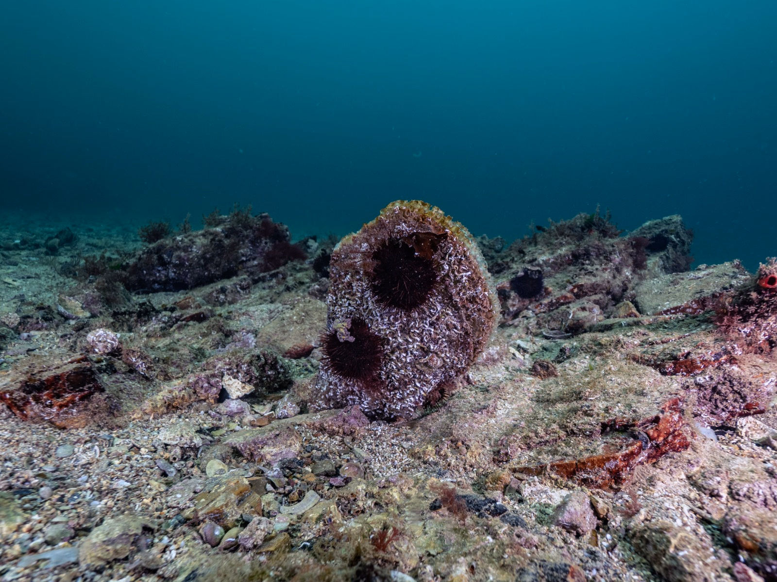 Akdeniz'de çok az kaldı, Tuzla'da umut verdi