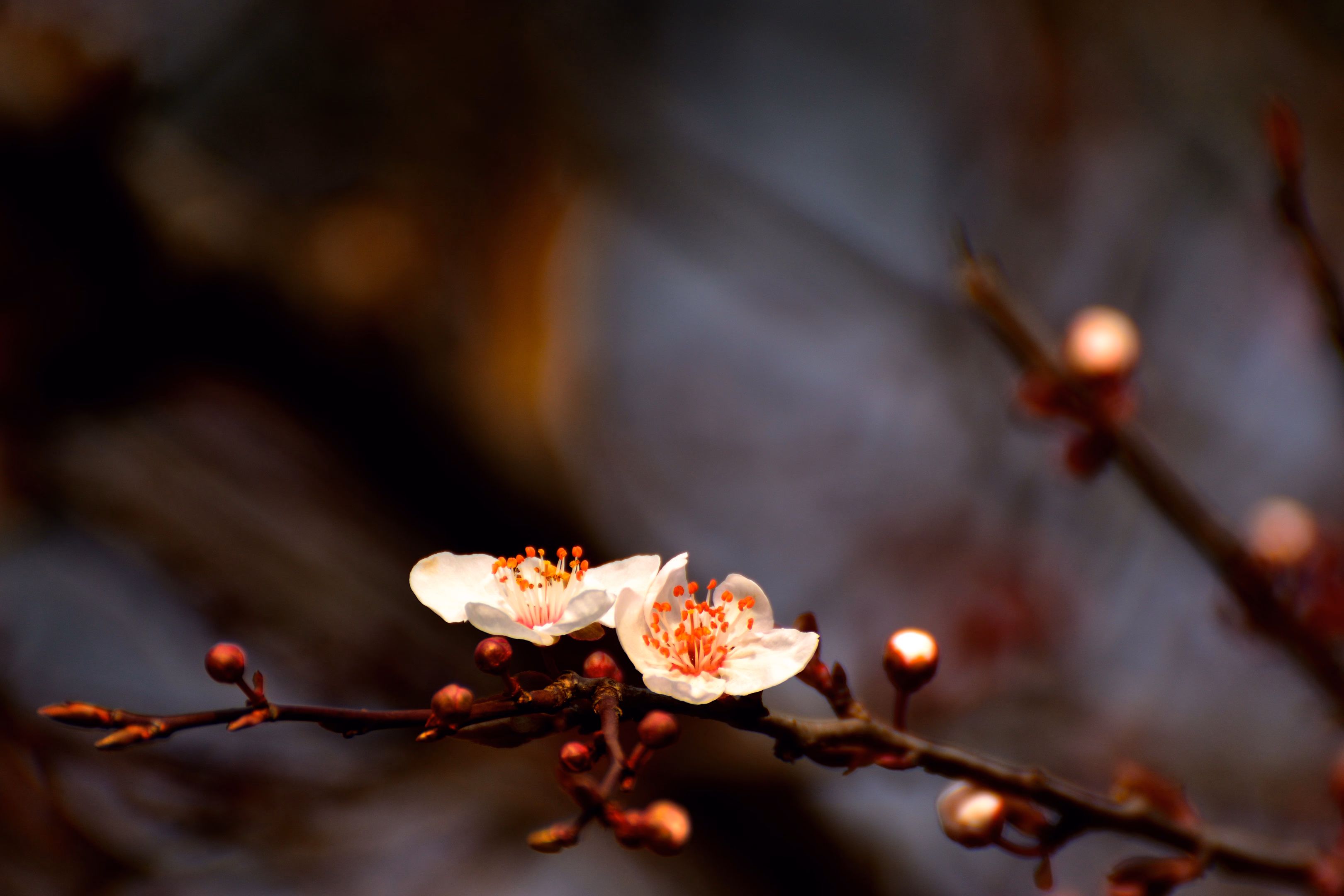 Baharın ilk tomurculukları