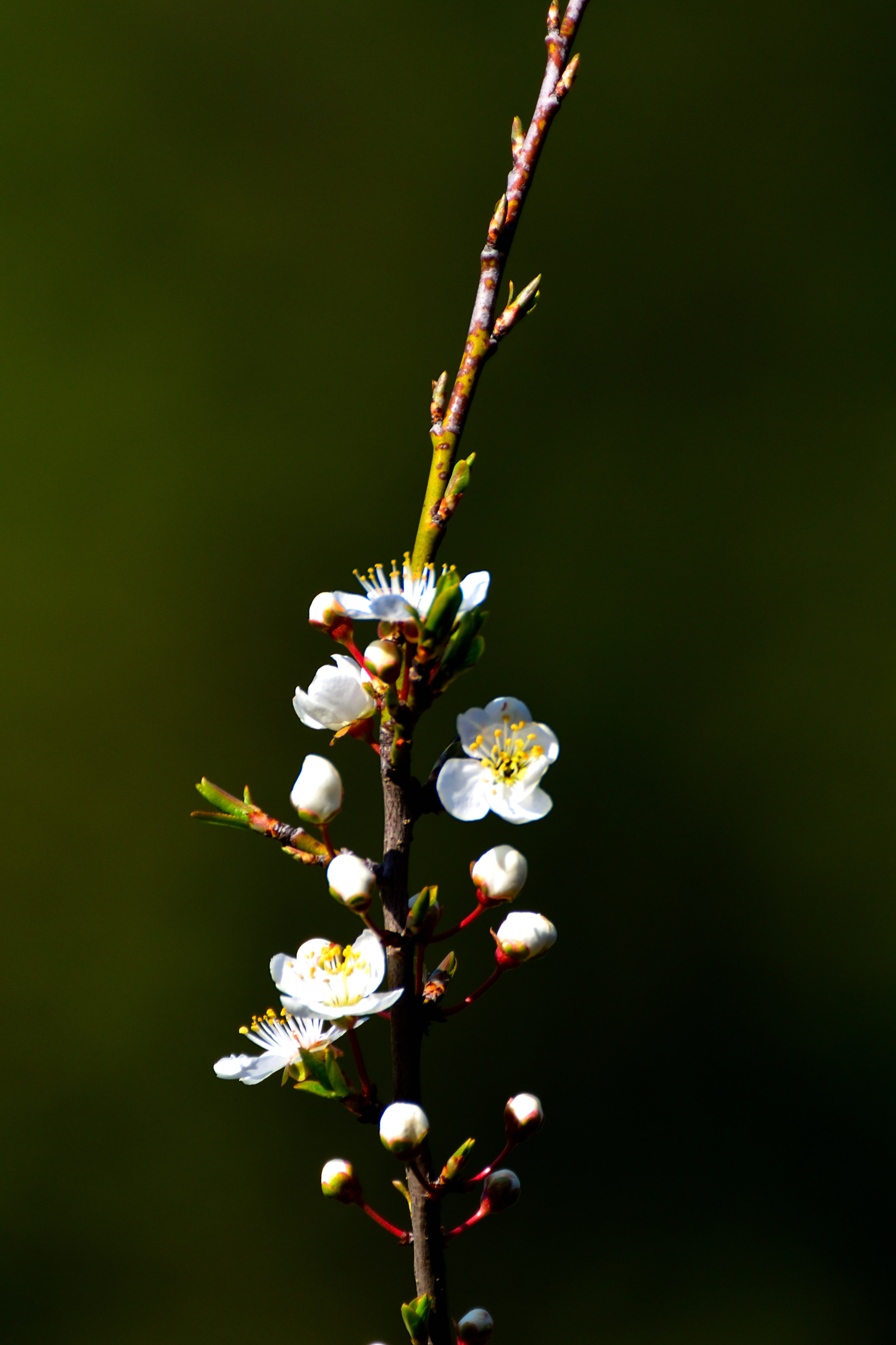 Açılın, tomurculuklar yeşerdi; Tuzla'ya bahar geldi