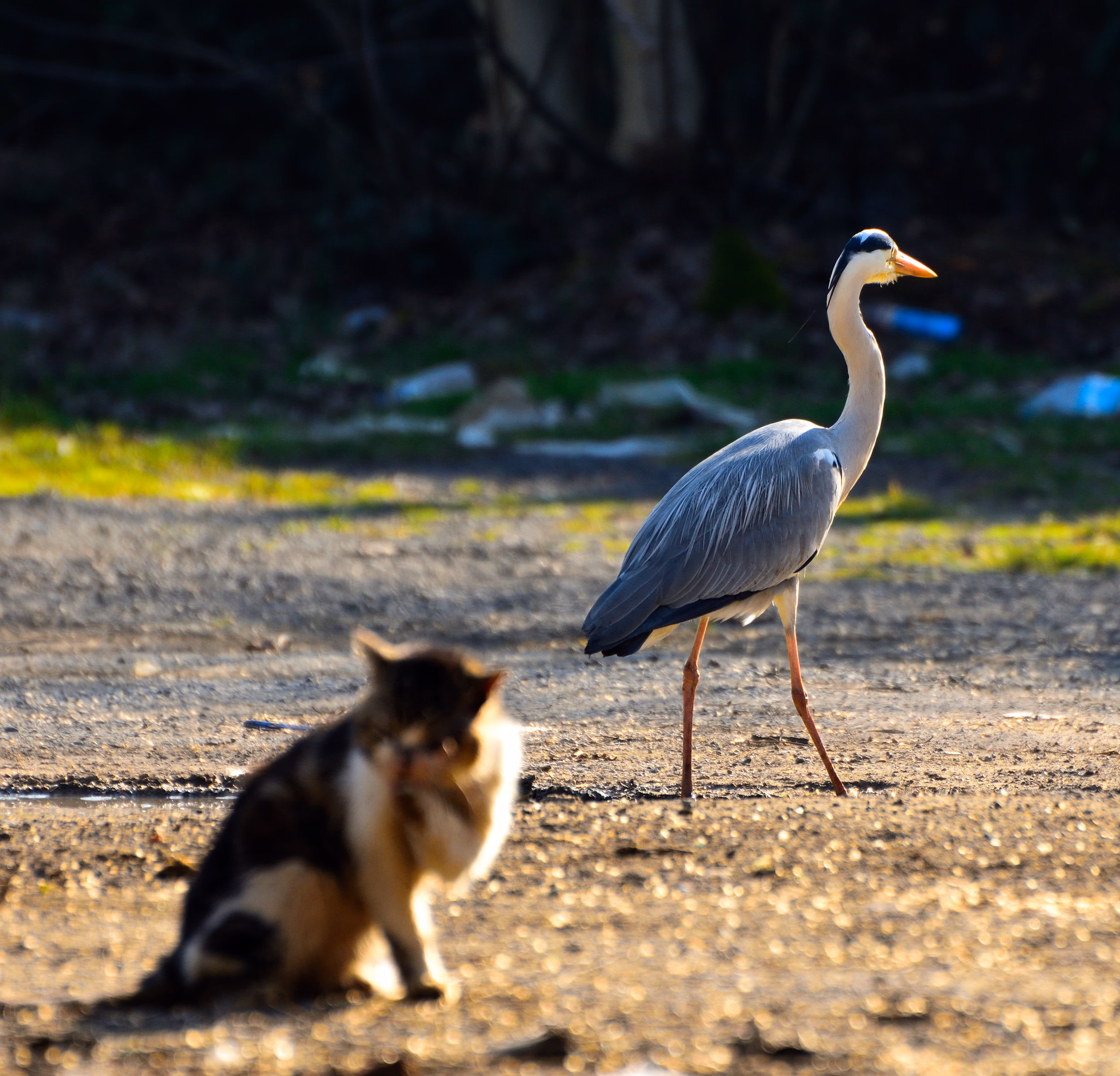 Can dostlarımız her yerde