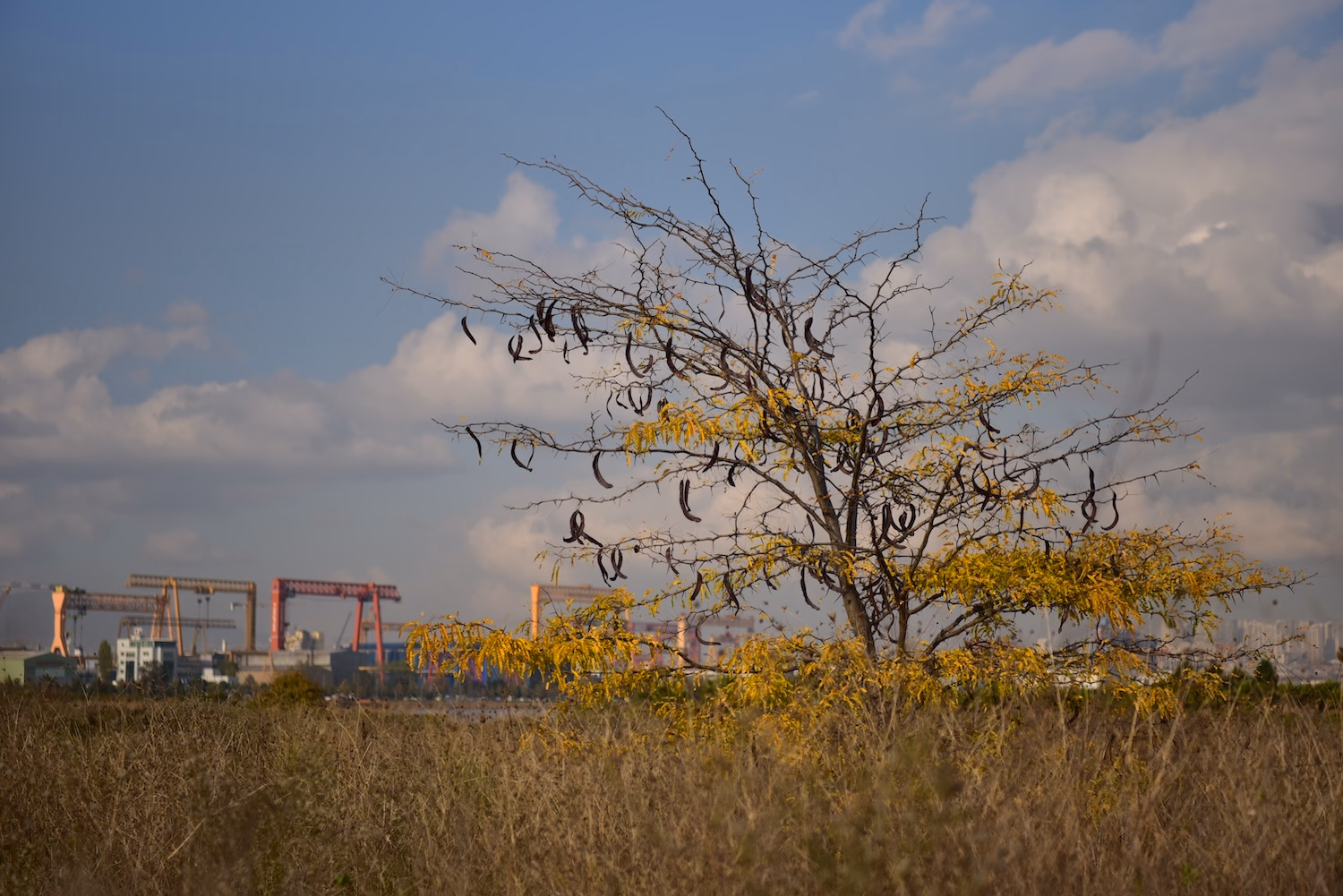 Postane Mahallesi - 15