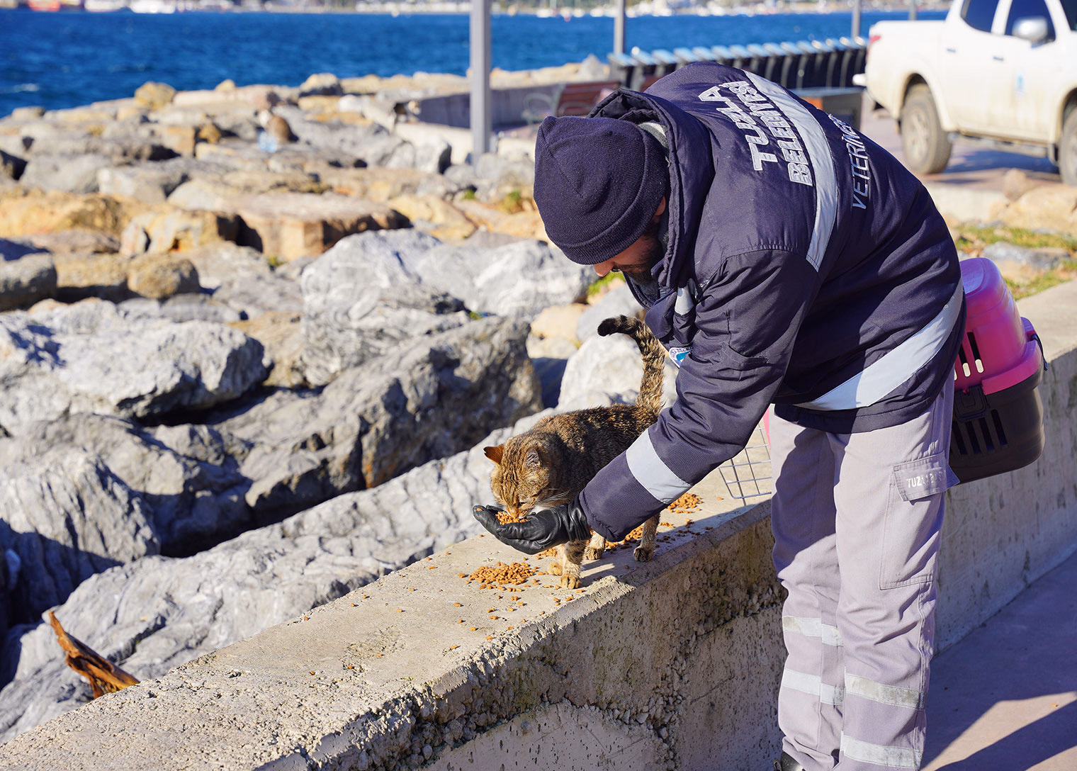 Sahipsiz Hayvan Hizmetleri